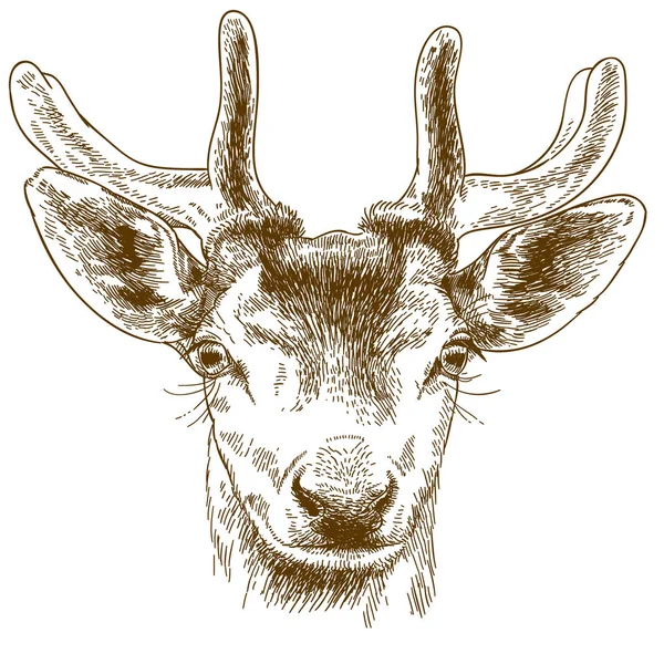 Grabado ilustración de la cabeza de reno — Vector de stock