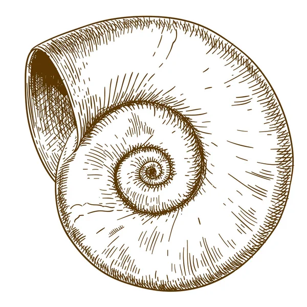 Spirall 壳的雕刻插图 — 图库矢量图片