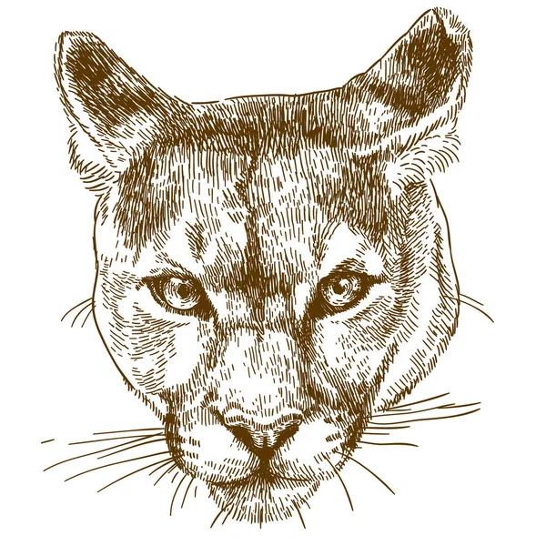 Grabado ilustración de la cabeza de puma — Vector de stock