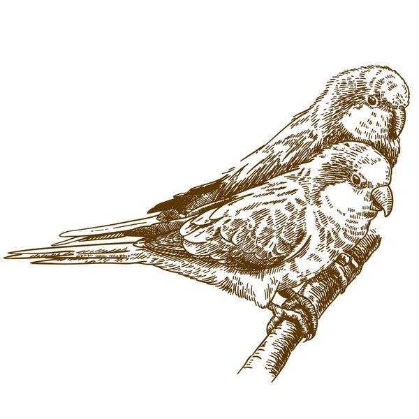 Gravyr ritning illustration av afrikanska två monk parakeet — Stock vektor