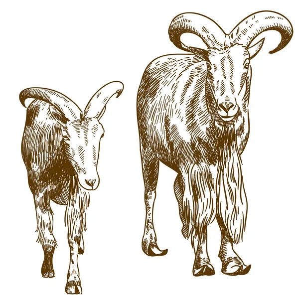 Гравировка на рисунке двух горных коз — стоковый вектор