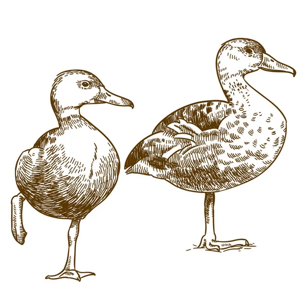 Engraving drawing illustration of two ducks — Stock Vector