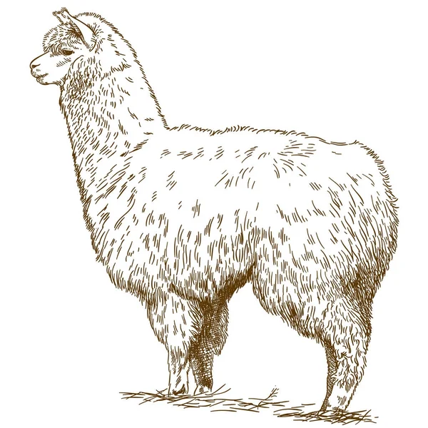 Гравировка рисунок иллюстрации пушистой ламы — стоковый вектор