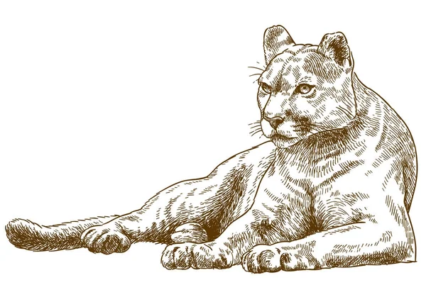 Gravierende Illustration von Puma — Stockvektor