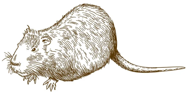 Gravure dessin illustration de nutria ou coypu — Image vectorielle