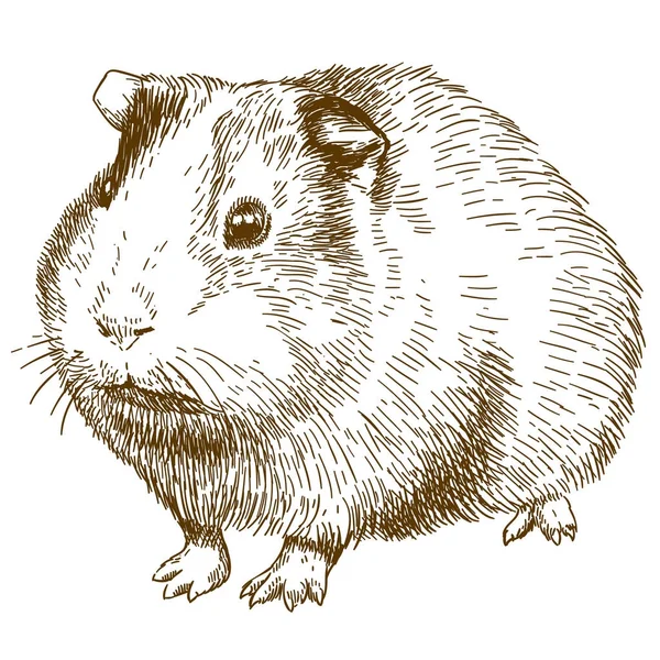 Stich Zeichnung Illustration von Meerschweinchen — Stockvektor