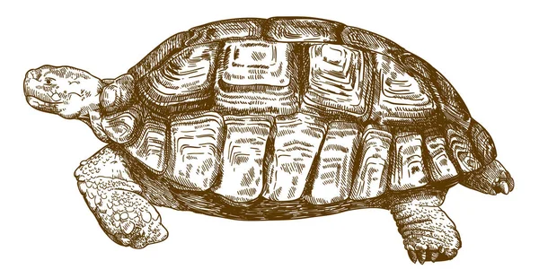 Grabado dibujo ilustración de tortuga grande — Vector de stock
