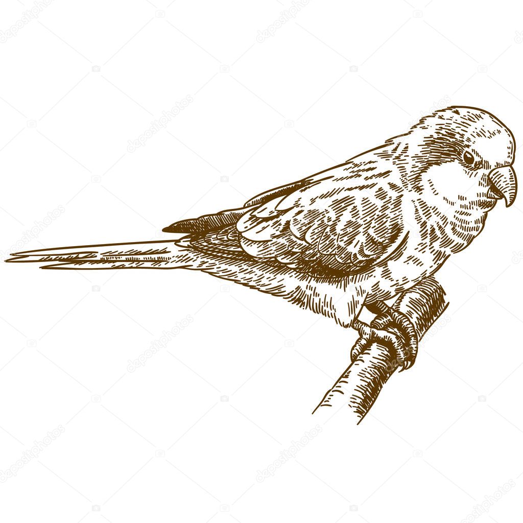 engraving drawing illustration of african monk parakeet