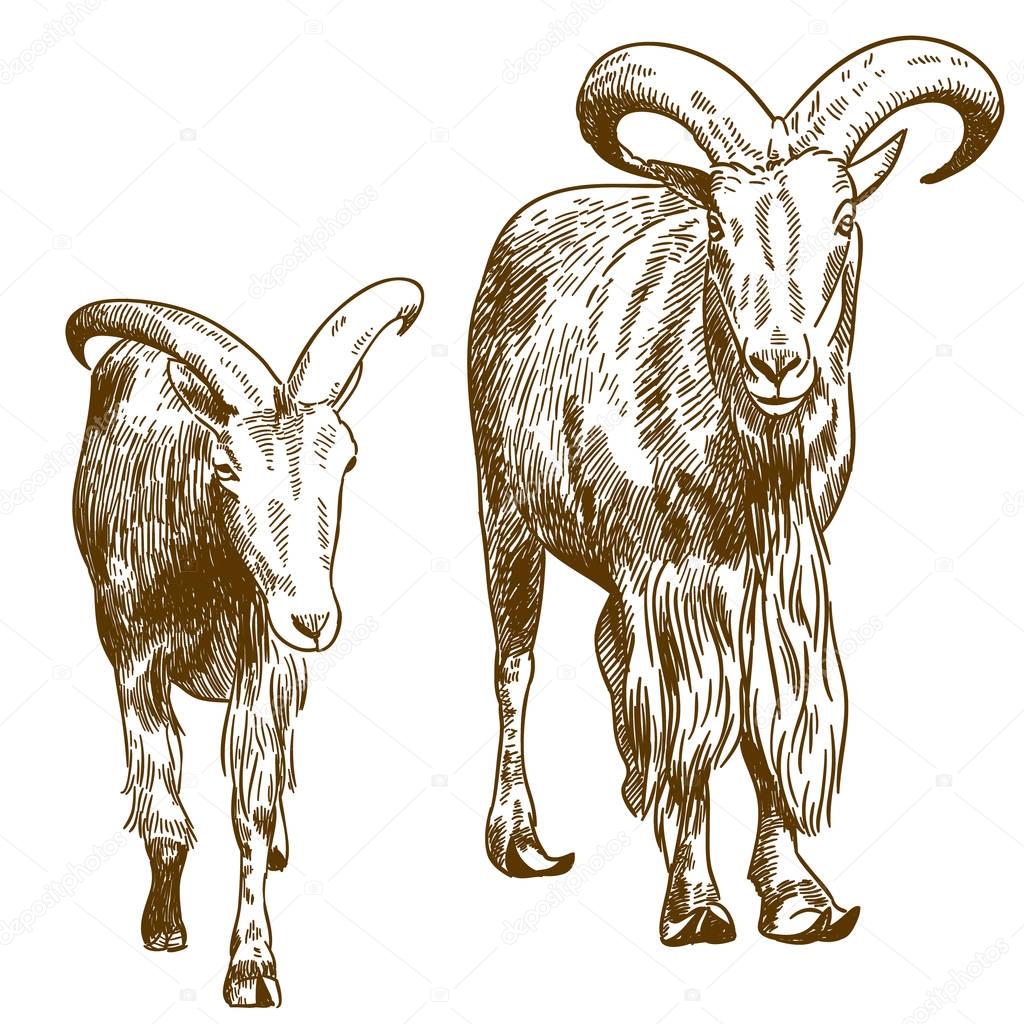 Free Free 318 Mountain Goat Svg SVG PNG EPS DXF File