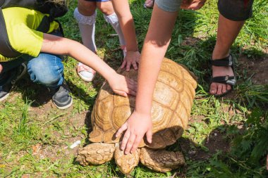 Children's hands touch the shell of a large turtle. Acquaintance with wildlife on a sunny summer day.