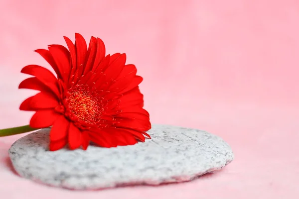 Kırmızı gerbera ve taşla kaplama pembe. Zen, meditasyon, uyum. Seçici odak, metin için alan