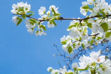 Mavi gökyüzünün arka planında beyaz çiçekli ağaç dalları. Elma ağaçlarının çiçekli dalları. Çiçek açan bahçeler, ılık bahar günü. Mesaj için yer var. Seçici odak