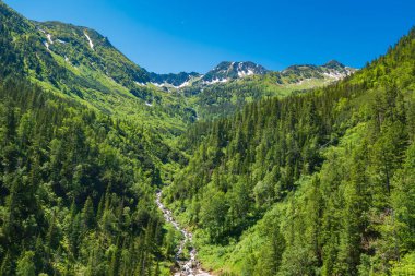 Yazın vadideki dağ nehri. Parlak güneşli bir gün. Mavi gökyüzü. Metin için boşluk.