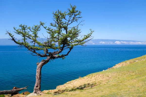 Mavi gökyüzünün arka planında yalnız bir ağaç. Olkhon adasında tarla kuşu. Baykal Gölü, Rusya. Yazın güneşli bir gün. Tatil ve seyahat kavramı.