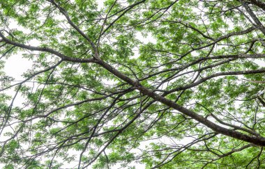 Ormanda büyük ağaç dalı