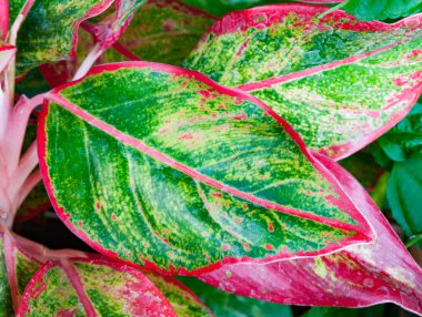 Caladium closeup bırakır