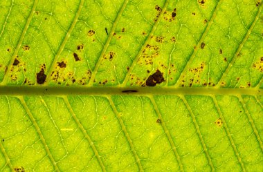 Yaprak yeşil doku veya arka plan kadar yakın