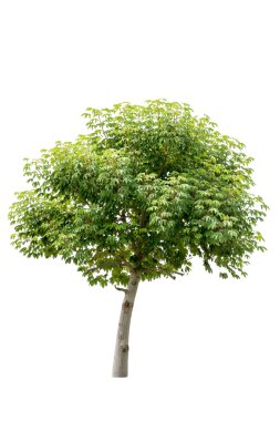 Beyaz arkaplanda izole edilmiş ağaç