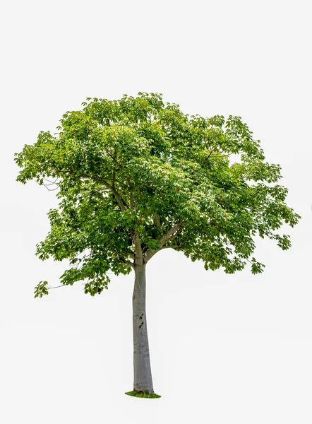 Träd isolerad på vit bakgrund — Stockfoto