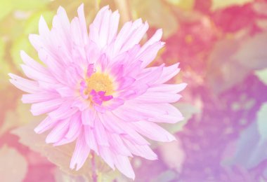 Bahçede pembe yıldız çiçeği 