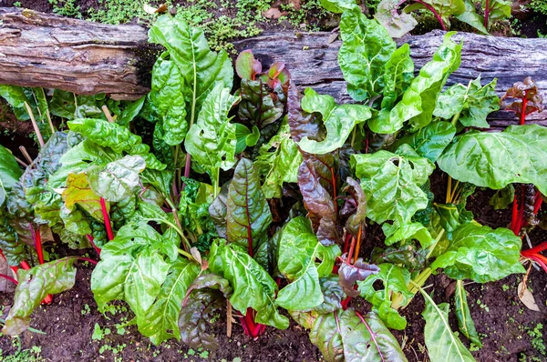 Čerstvé listy z červené řepy v zahradě — Stock fotografie