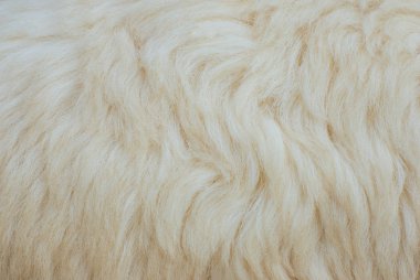 Koyun kürk arka plan veya doku