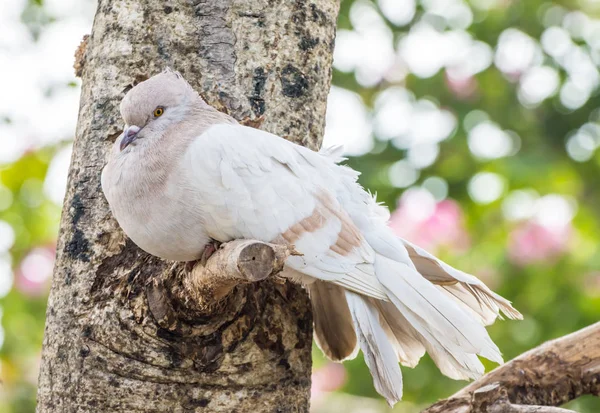Pássaro de pombo está doente em ramo de árvore — Fotografia de Stock