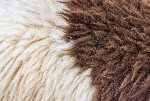 Koyun kürk arka plan veya doku