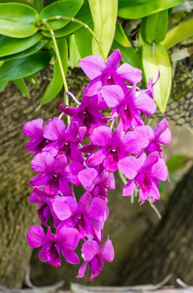 Bouquet d'orchidées roses violettes fleurs aux feuilles vertes dans le — Photo
