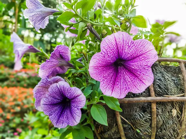 Фиолетовый цветок в корзине — стоковое фото