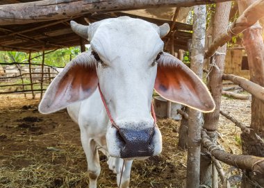 İnek yüzünü kapatmak