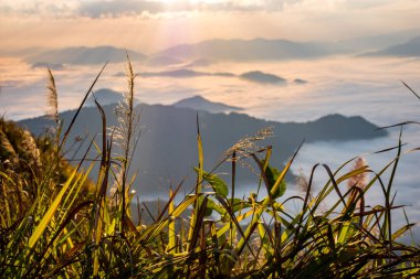Sabah dağ manzara sis ve gün ışığında kuzeyinde Tayland