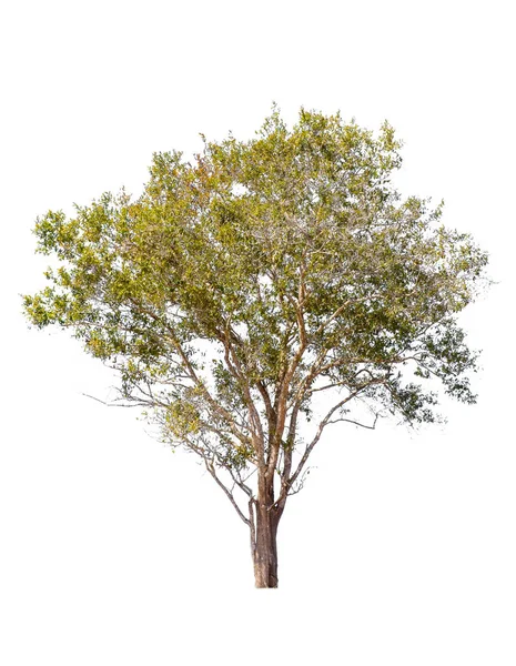 Дерево ізольовано на білому тлі — стокове фото
