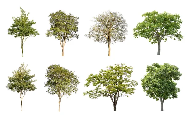 Set of tree isolated on white background — Stock Photo, Image