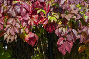 Yaban üzümlerinin renkli sonbahar yaprakları.
