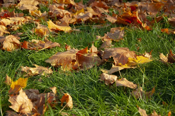 Yeşil çimlerin üzerinde düşen güzel sarı kırmızı turuncu yapraklar.