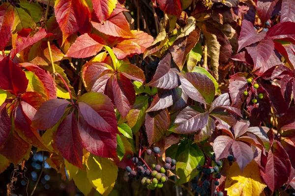 Kleurrijke Herfstbladeren Van Wilde Druiven Bessen Van Druiven Close — Stockfoto