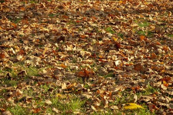 美丽的黄色橘红色落叶在绿草上特写 — 图库照片