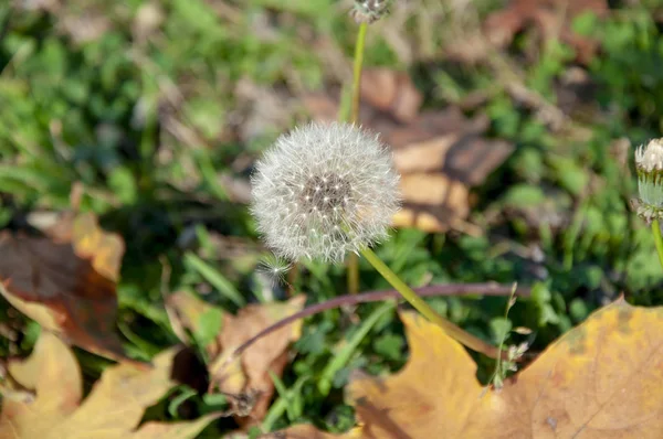 Fluffy Dandelion Autumn Green Grass Yellow Fallen Leaves Close — Stock Photo, Image