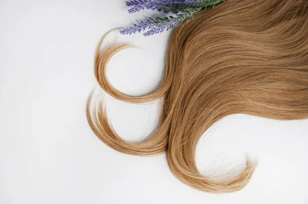 Hermoso pelo largo y una ramita de lavanda en un fondo blanco — Foto de Stock