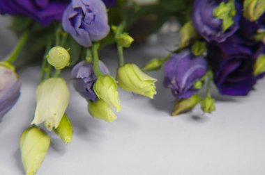 Violet ve White Eustoma arka planda yakın plan çekimde tomurcuklanıyor. Bo!