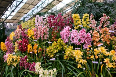 Seradaki renkli falaenopsis çiçekleri