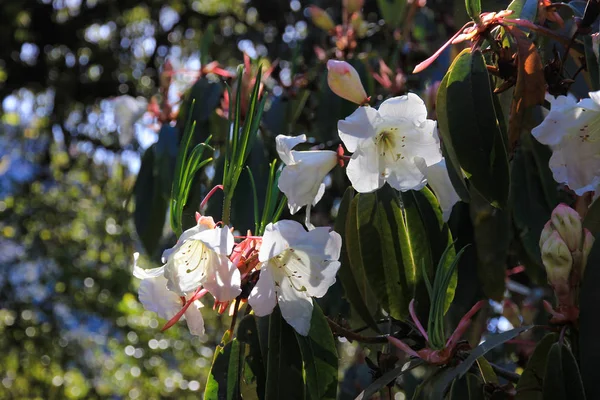 Bellissimi fiori bianchi in giardino alla luce del sole del mattino cl — Foto Stock