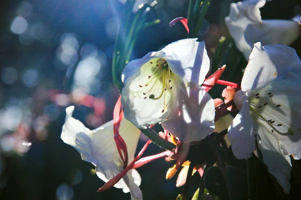 Lindas flores brancas no jardim pela manhã luz solar cl — Fotografia de Stock