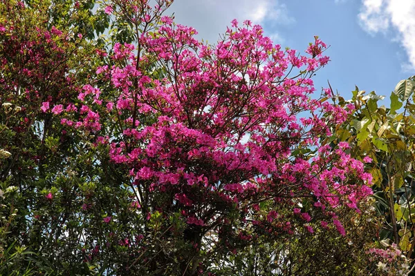 在蓝天的背景上绽放着粉色的树 — 图库照片