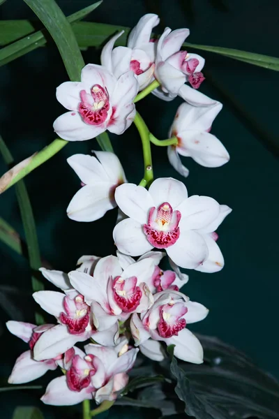 Hermosas flores de orquídea blanca con un centro borgoña. Phalaenop —  Fotos de Stock