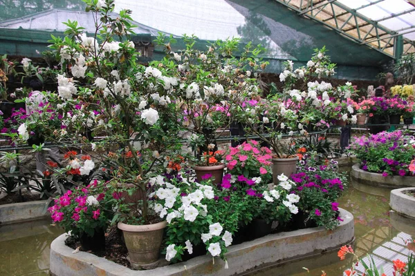 Hermosas flores multicolores en un invernadero —  Fotos de Stock