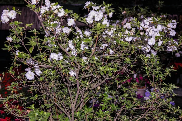Árbol pequeño con grandes flores blancas — Foto de Stock