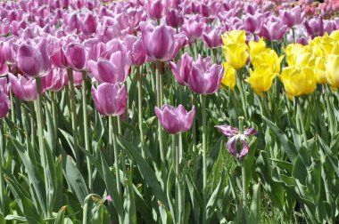 Pink and yellow tulips in the garden close-up