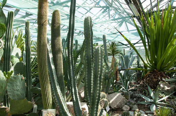 Many different cacti in the greenhouse — Stock Photo, Image